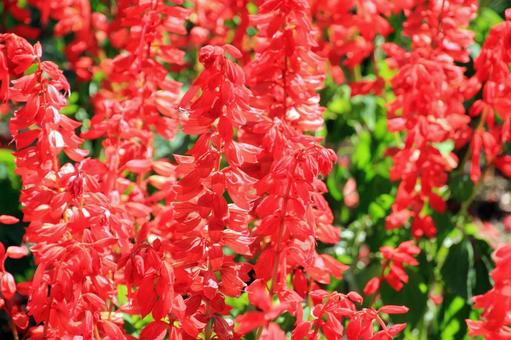鮮やかな赤いサルビアの花のアップ サルビア,赤い花,花の写真素材