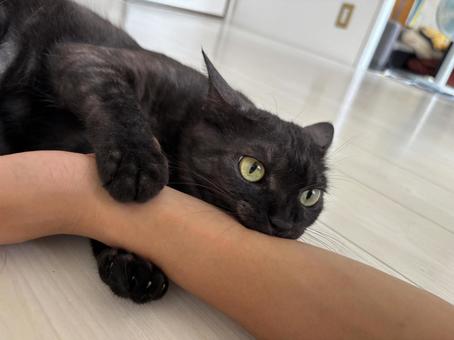 ねこ ねこの写真