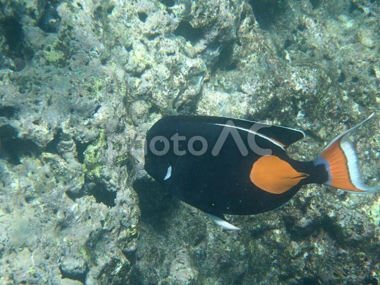 海の生き物 魚,海,サンゴの写真素材