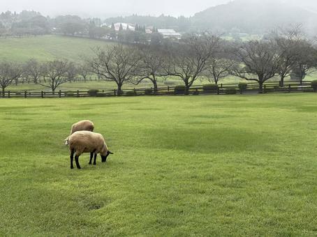 羊のいる風景 羊,山,風景の写真素材
