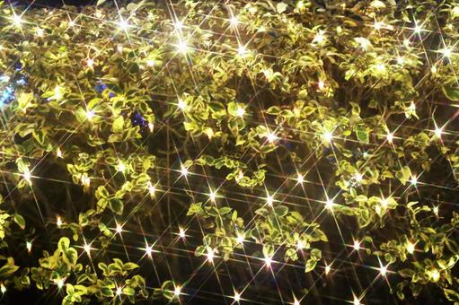 キラキラ光るライトアップ キラキラ,ライトアップ,夜の写真素材