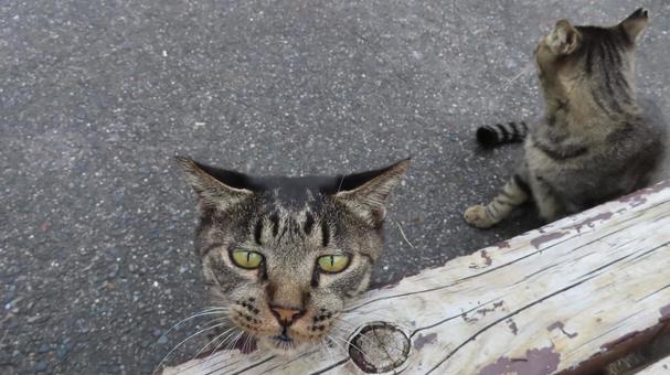 ベンチの下からひょっこりと顔を出す猫様 猫,キジトラ,顔の写真素材