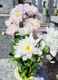 お墓参りの菊の花 お墓参りの菊の花の写真