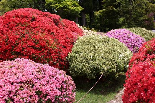 箱根の山のホテルのつつじの庭園内の色 箱根の山のホテルのつつじの庭園内の色の写真