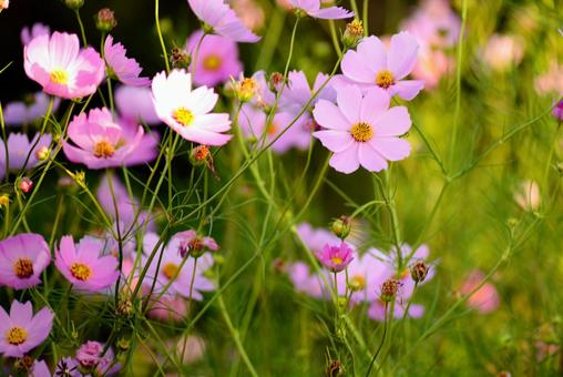 コスモス畑 花,コスモス,アキザクラの写真素材