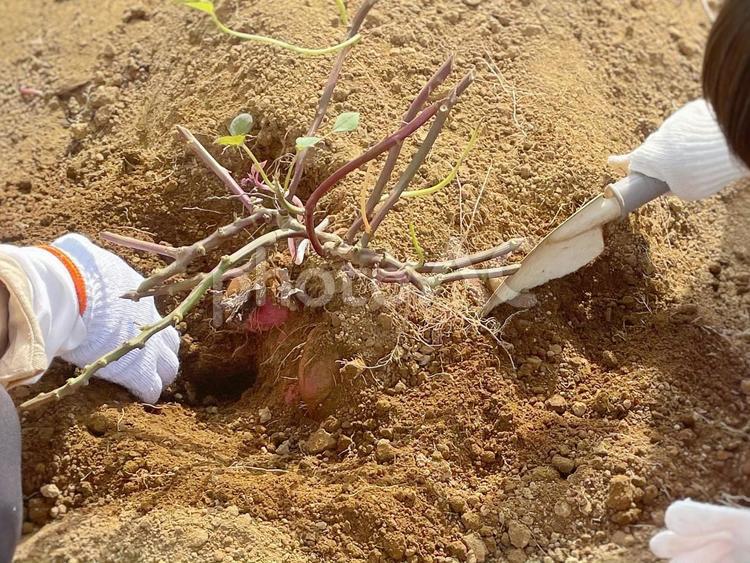 芋掘り、さつまいも、土、軍手 芋掘り,芋,さつまいもの写真素材