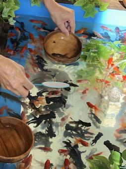 成功した金魚すくい 金魚,赤,黒の写真素材