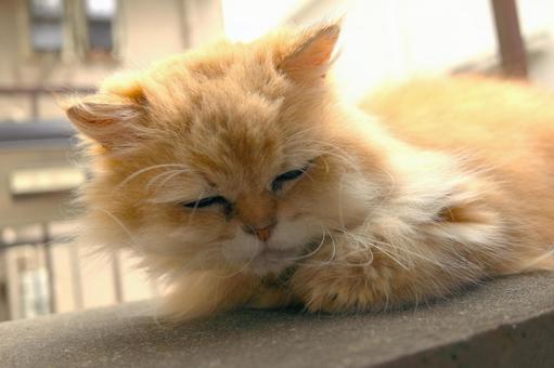 物思いにふける年老いた猫の写真