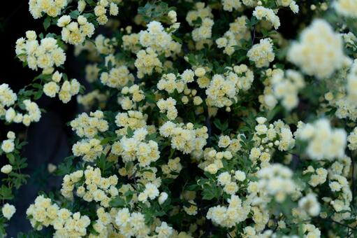 満開の黄色いモッコウバラが咲く壁面④ モッコウバラ,バラ,花の写真素材