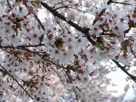 桜 桜の写真