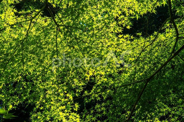 夏の新緑の紅葉 紅葉,モミジ,曇りの写真素材