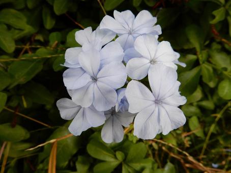 【花の写真】ルリマツリ(瑠璃茉莉) 【花の写真】ルリマツリ(瑠璃茉莉)の写真