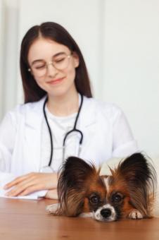 ペットと女性 保険,契約,ペット保険の写真素材