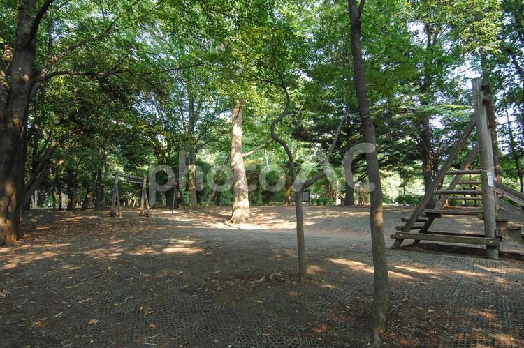 林試の森公園のターザンロープ 林試の森公園,ターザンロープ,遊具の写真素材