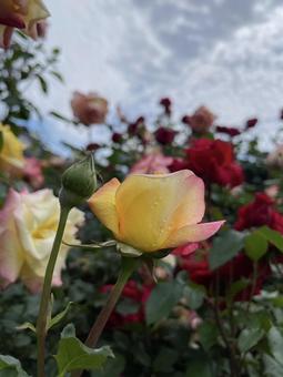バラ バラ,花,庭の写真素材