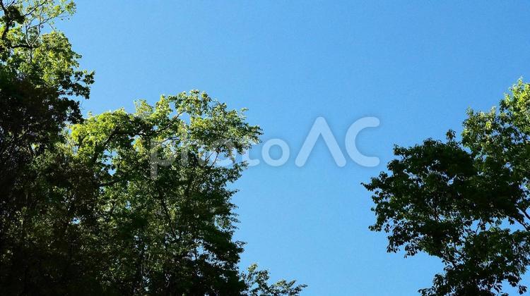 青空と新緑の風景 新緑,青空,緑の写真素材
