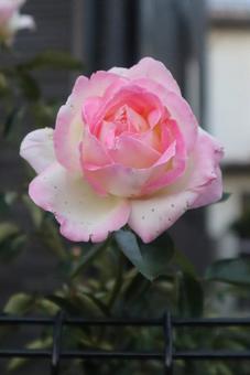 柔らかい色合いの写真