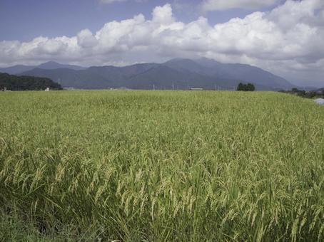 田園と空が織りなす日本の秋 田園と空が織りなす日本の秋 田園風景,稲穂,稲作の写真素材