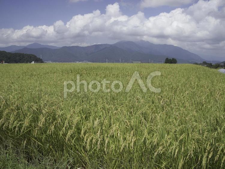 田園と空が織りなす日本の秋 田園風景,稲穂,稲作の写真素材