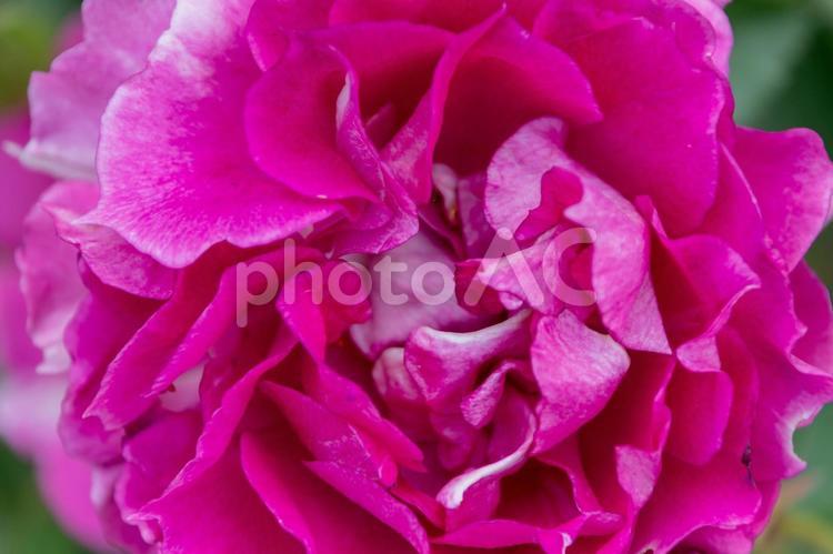 鮮やかなピンクの薔薇の花びらの重なり 薔薇,ピンク,花の写真素材