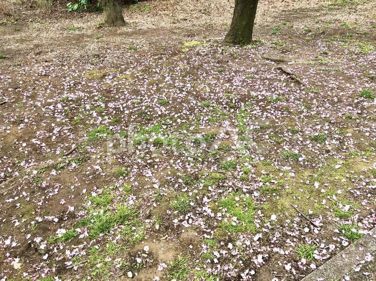 地面に散った桜の花びら 桜,さくら,サクラの写真素材