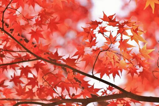 It is the autumn leaves of a rose, autumn leaves, autumn, maple, JPG