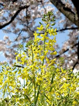 4月、街中の花壇に咲いた菜の花 4月、街中の花壇に咲いた菜の花 ナバナ,菜の花,花の写真素材