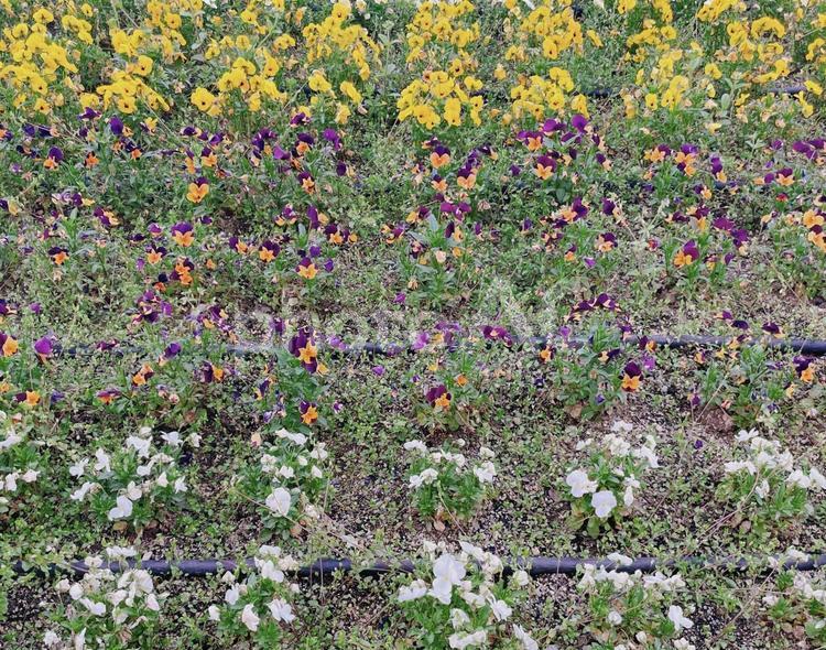 パンジーの花壇 花,春,パンジーの写真素材