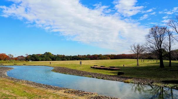 水元公園の紅葉・広場＆池（東京都葛飾区） 秋,水元公園,紅葉の写真素材