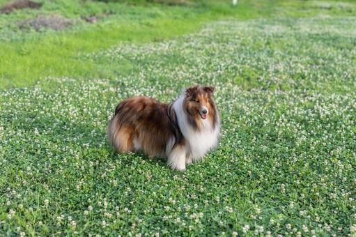 麗 レイ 麗 レイ 家庭犬,散歩,遊ぶの写真素材