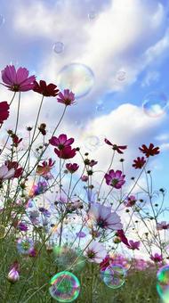 コスモスの花畑に舞うシャボン玉(縦) コスモスの花畑に舞うシャボン玉(縦) 花,秋,コスモスの写真素材