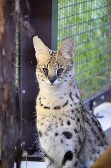 サーバルキャット サーバルキャット サーバルキャット,動物,生き物の写真素材