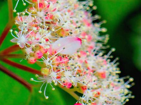 日本の花の写真