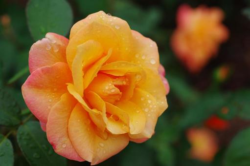 薔薇　オレンジのバラ　雫　水滴 薔薇,オレンジのバラ,雫の写真素材