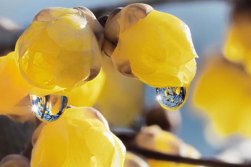 ロウバイの雫 ロウバイ,ソシンロウバイ,雫の写真素材