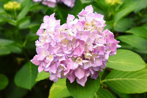 Heart-shaped hydrangea, JPG Heart-shaped hydrangea, JPG
