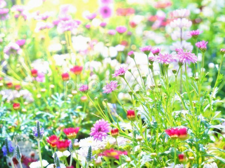 春の日差しに輝く可愛い草花のガーデン 春,花,草花の写真素材