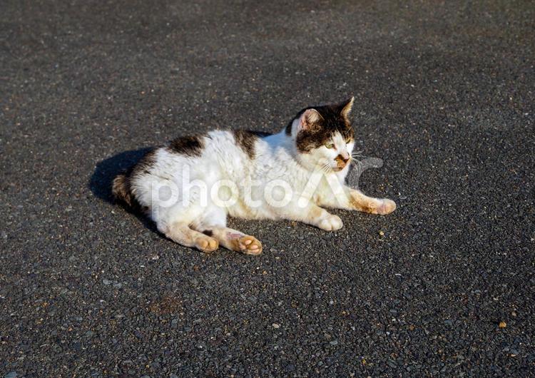 アスファルトに寝そべる野良猫 野良猫,野良,ノラの写真素材