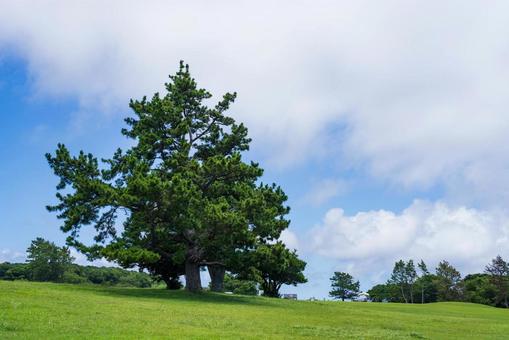 大木 大木の写真