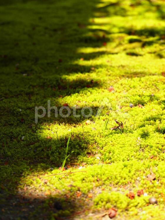 苔と瓦の陰 苔,影,陰の写真素材