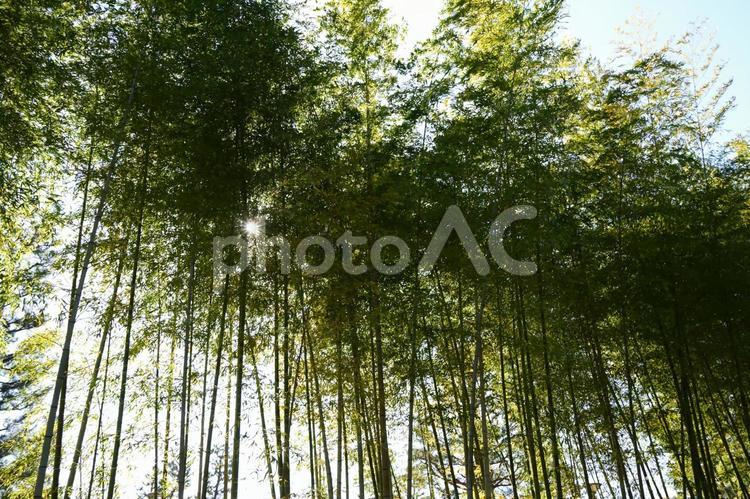 竹林の隙間から見える太陽の輝き 竹,竹林,日本の写真素材