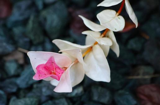 １０月上旬の庭のハツユキカズラの葉 ハツユキカズラ,葉,植物の写真素材