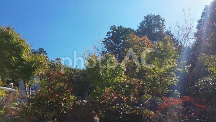 樹木 神社,敷地,風景の写真素材