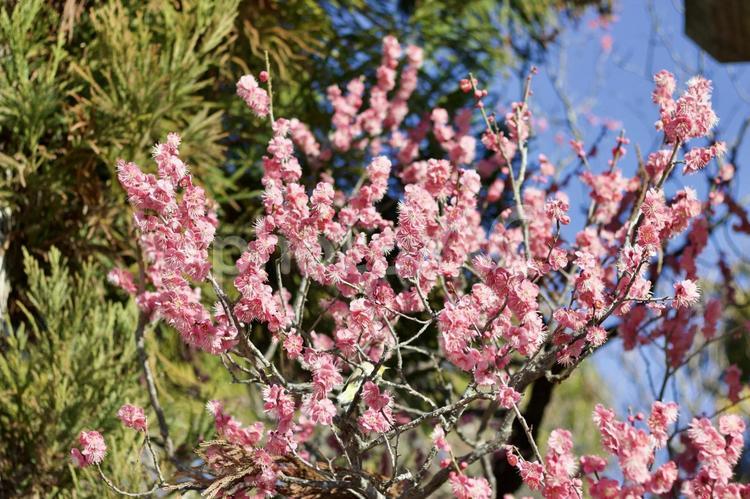 春を告げるピンクの梅の花 梅,梅の花,空の写真素材
