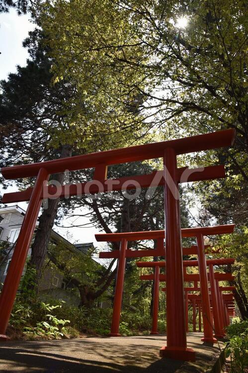 鳥居と木漏れ日 鳥居,神社,木の写真素材