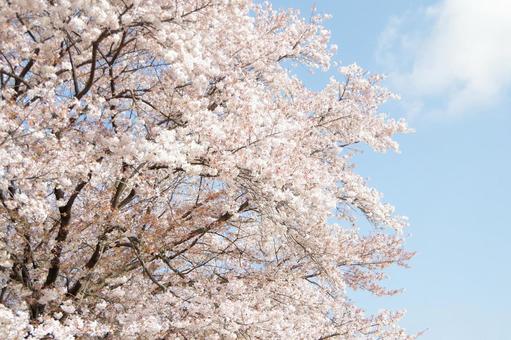 桜 桜の写真