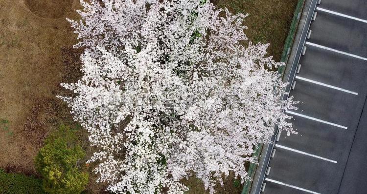 上から見る桜 桜,ドローン,木漏れ日の写真素材