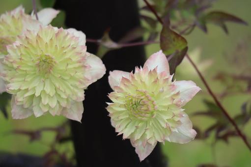 八重咲きのテッセンの花のアップ 八重咲きのテッセンの花のアップの写真