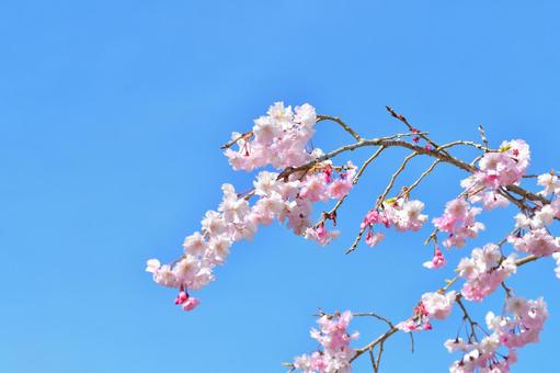桜と空の写真