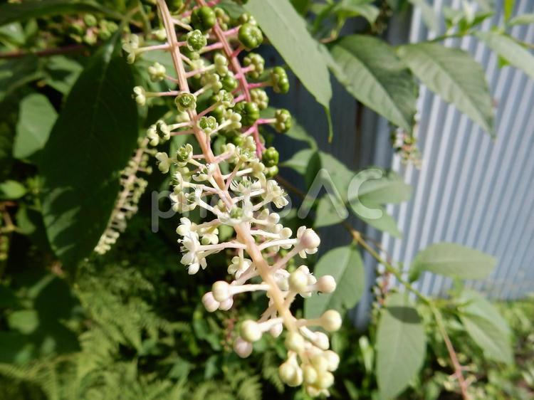 【植物写真】ヨウシュヤマゴボウ ヨウシュヤマゴボウ,洋種山牛蒡,自然の写真素材